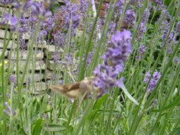 fleur_variee_20211127_1076431997